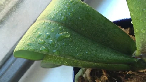 Orchid Watering Stock Footage 48669180