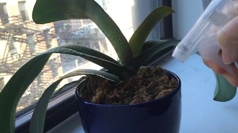 Orchid Watering Stock Footage 48669192