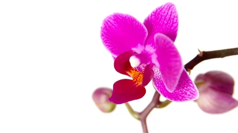 Orchid on white background Stock Footage 35628603