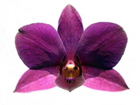 Orchid on white background Stock Photos