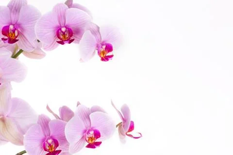 Orchid on a white background Stock Photos