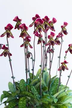Orchid on white background. Stock Photos