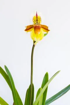 Orchid on white background. Stock Photos