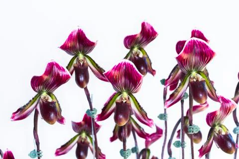 Orchid on white background. Foto stock