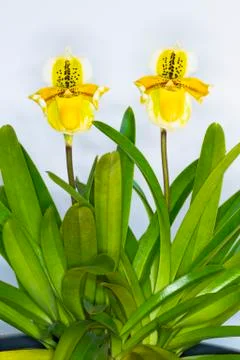 Orchid on white background. Stock Photos
