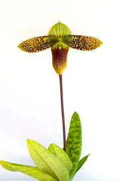 Orchid on white background. Stock Photos