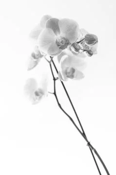Orchid with white background Stock Photos