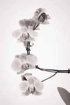 Orchid with white background Stock Photos