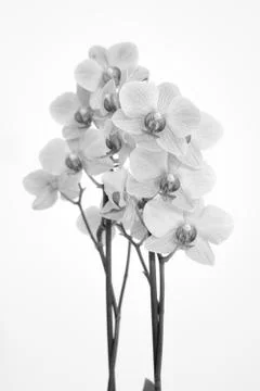 Orchid with white background Stock Photos