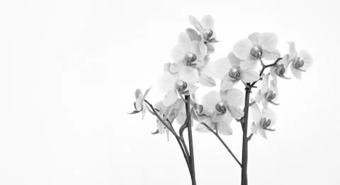 Orchid with white background Stock Photos