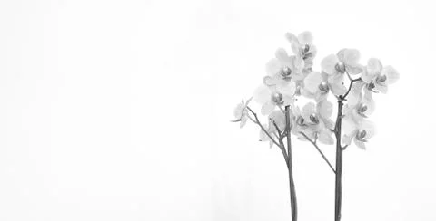 Orchid with white background Stock Photos