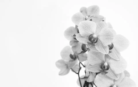 Orchid with white background Stock Photos
