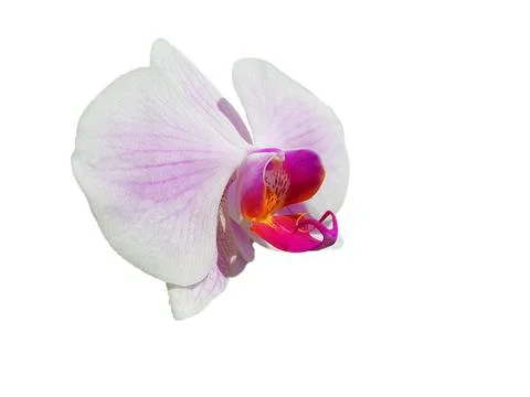 Orchid on white background Stock Photos
