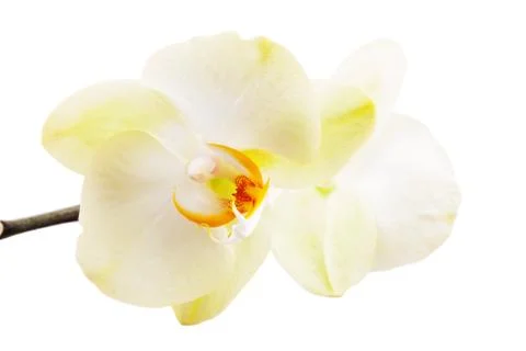 Orchid on white Stock Photos
