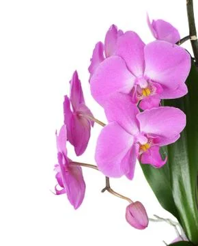 Orchid on White Stock Photos