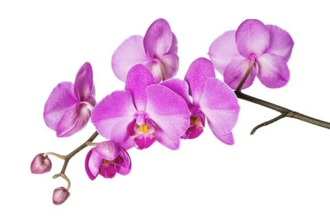 Orchid on White Stock Photos