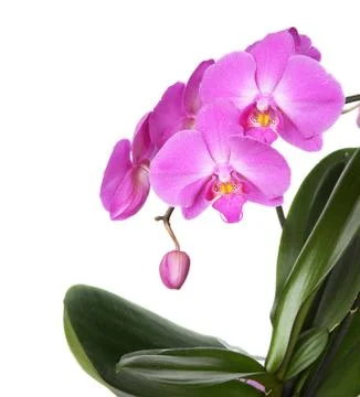 Orchid on White Stock Photos