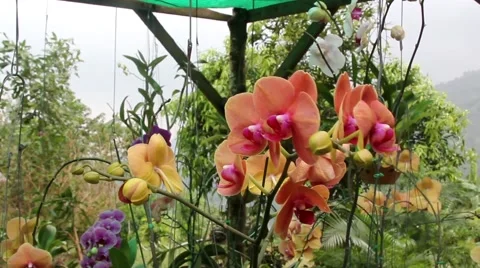 Orchid on a Wind Stock Footage 51050312