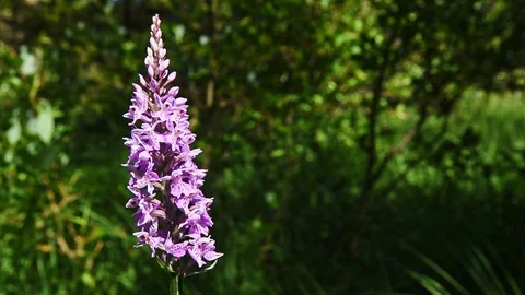 Orchid in the wind Stock Footage 95524780