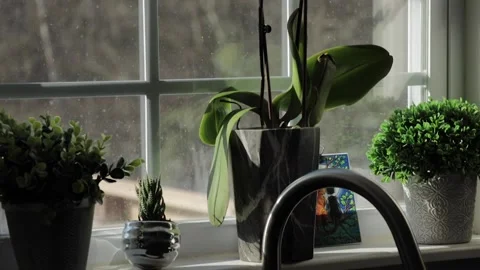 Orchid on Windowsill Stock Footage 169974446