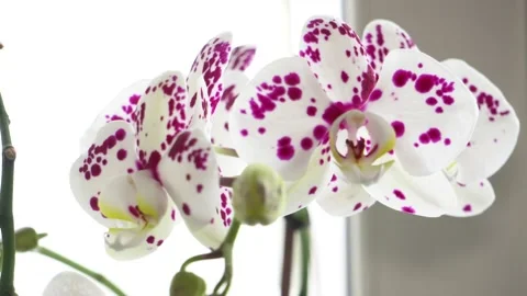 Orchid on windowsill. Home plants care. Stock Footage 166641653
