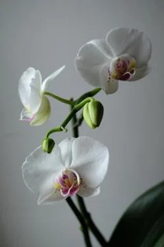 Orchid on the windowsill Stock Photos