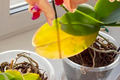 Orchid on the windowsill Foto stock