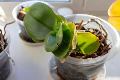 Orchid on the windowsill Foto stock