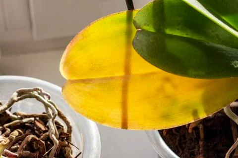 Orchid on the windowsill Foto stock