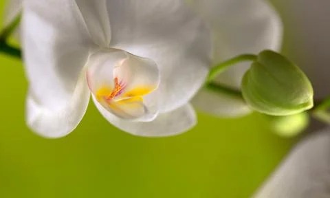 Orchid withe flower and bud 스톡 사진