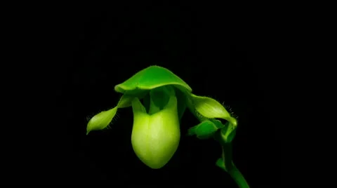 Orchid yellow pitcher time remapped fx shot Stock Footage 51312690