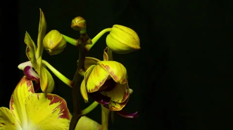 Orchid yellow with red tips 1A Stock Footage 51312758