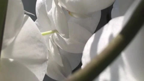 Orchid zoomout Stock Footage 133743224