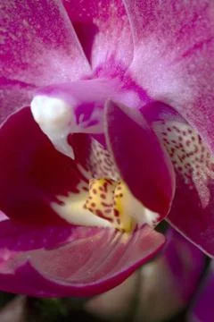 Orchid_02 Stock Photos