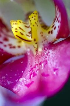 Orchid_05 Stock Photos