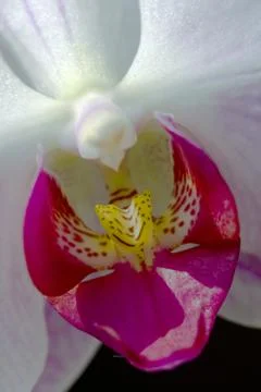 Orchid_06 Stock Photos