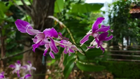 Orchidaceae Video stock 146107205