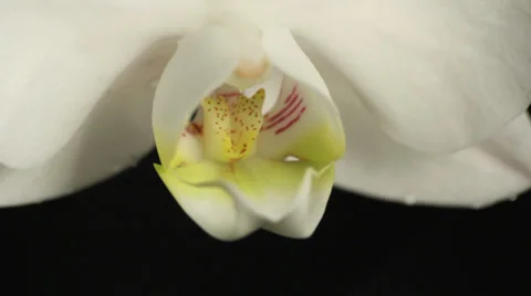 Orchidea close up studio shots Stock Footage 35790281