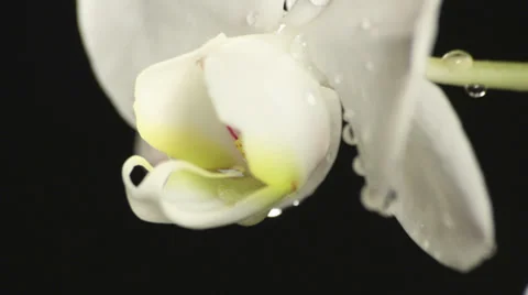 Orchidea close up studio shots 库存影片 35791207