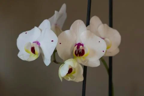 Orchidea flowers Stock Photos