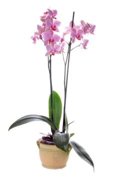 Orchidea Stock Photos
