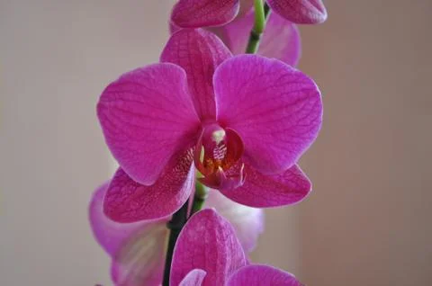 Orchidea Stock Photos