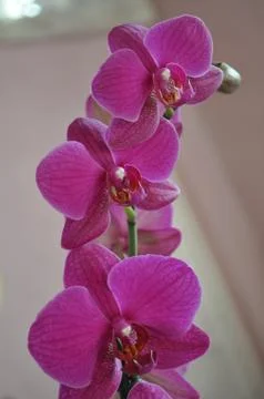 Orchidea Stock Photos