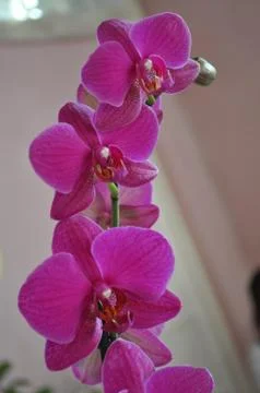 Orchidea Stock Photos