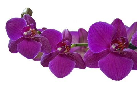 Orchidea Stock Photos