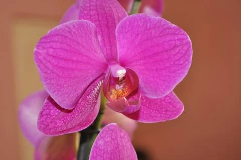 Orchidea Stock Photos