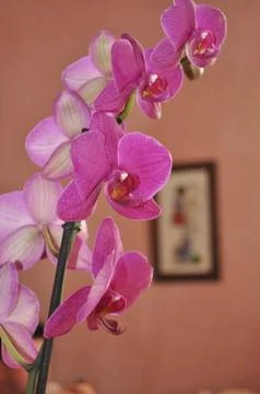 Orchidea Stock Photos
