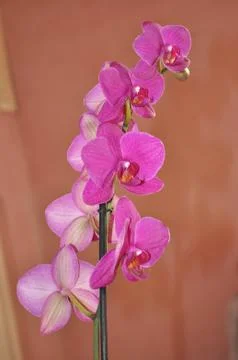 Orchidea Stock Photos