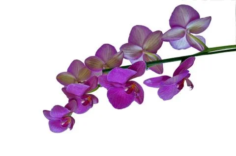 Orchidea Stock Photos