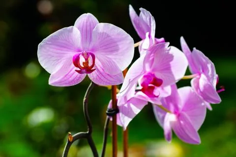 Orchidee 334 Stock Photos